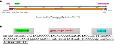 Site-specific gene knock-in and bacterial phytase gene expression in Chlamydomonas reinhardtii via Cas9 RNP-mediated HDR